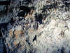 Pipistrello sulla roccia all'interno della grotta (Foto 10)