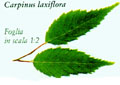 Carpinus laxiflora