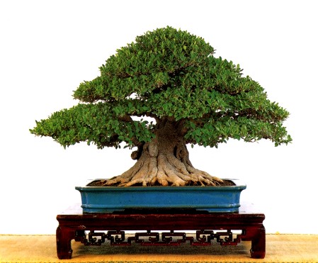 Ficus microcarpa h. 73 cm.