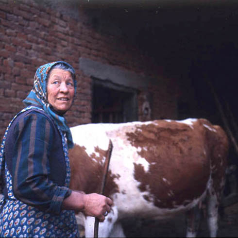 La signora Jenovefa prepara a festa una delle mucche che saranno caricate sul rimorchio del trattore
