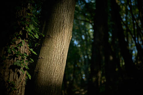 luci nel bosco...