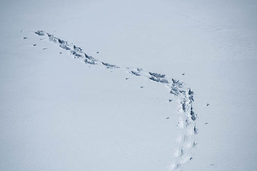 orme sulla neve...