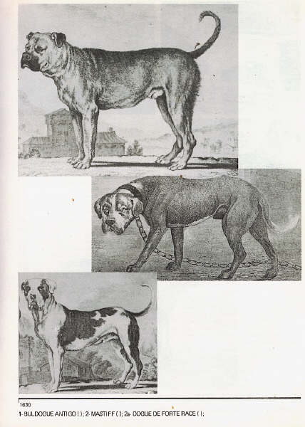 fila brasileiro - Canine Heritage