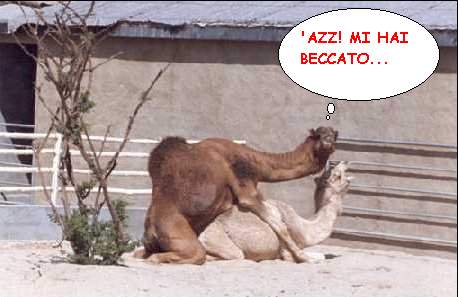 beccato.jpg