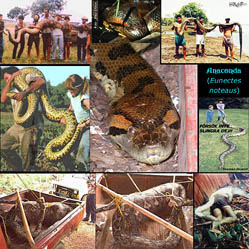 Anacondas (302 Kb)