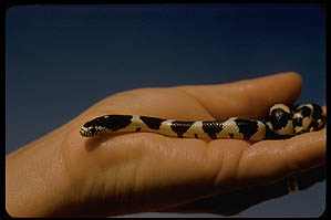 California King snake (89 Kb)