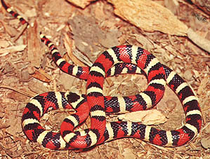 North American King snake (261 Kb)