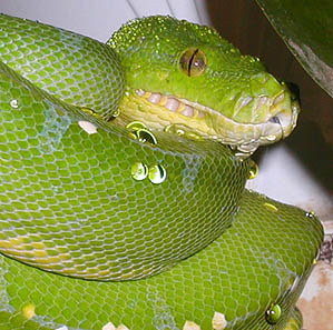 Green Tree Python (203 Kb)