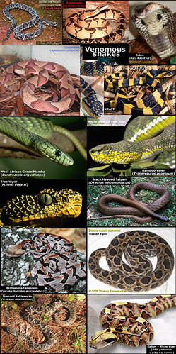 Various venomous snakes (603