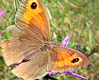 Macro-butterfly