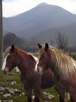 Cavalli a Capo di Campo (sullo sfondo il Mt. Mutria)