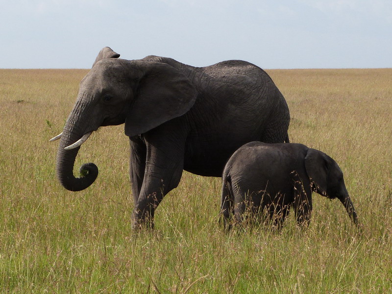 elefanti, kenya