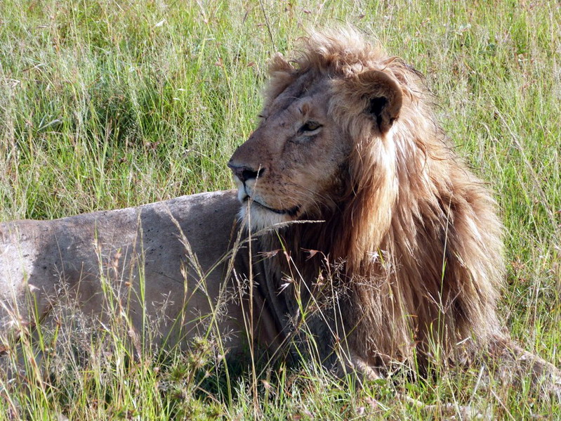 leone, lion, kenya