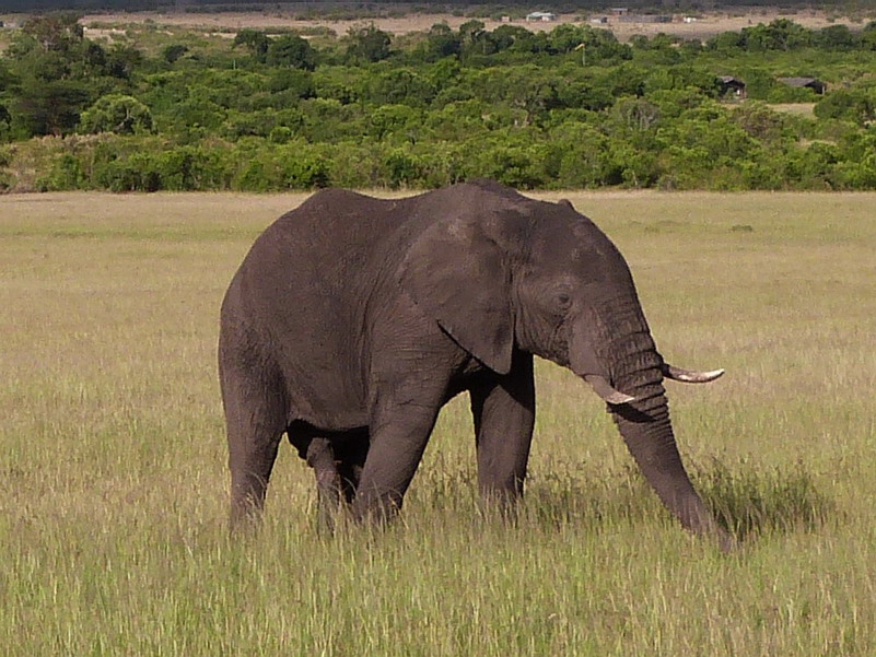 elephant, kenya, africa