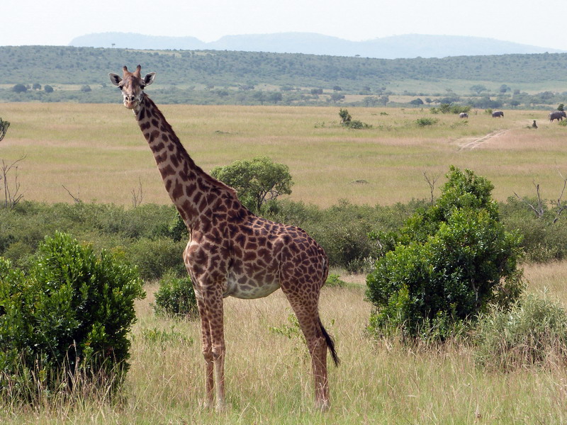giraffa, kenya, national park