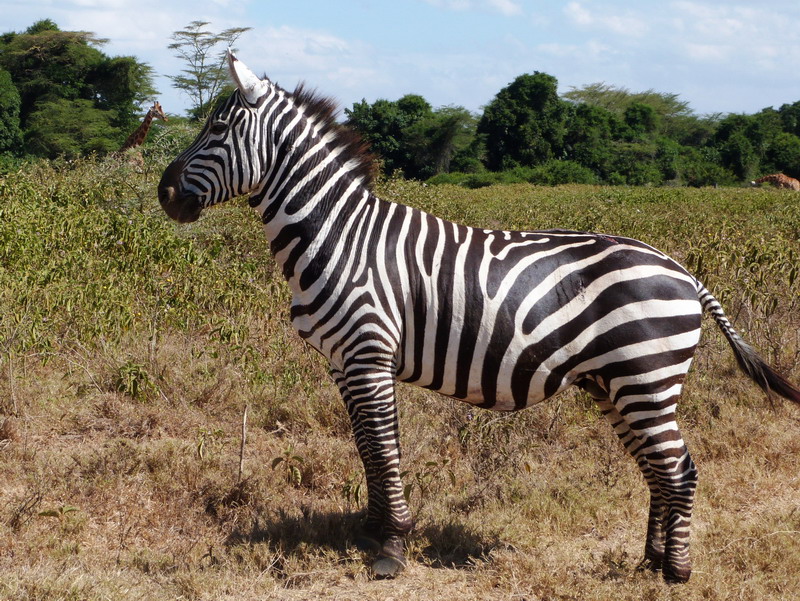 zebra, kenya