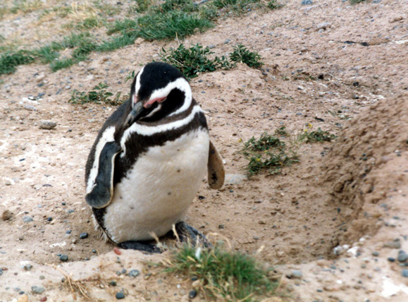 Pinguino de Magallanes. Foto: Sergio Belloni.