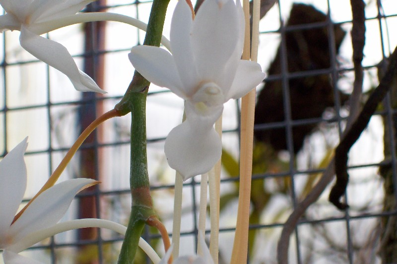 aerangis_fuscata_2.jpg