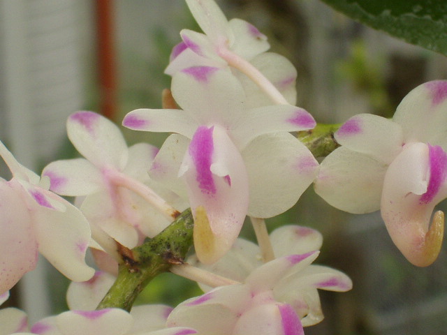 aerides_odorata.jpg