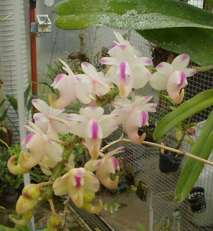 aerides_odorata3.jpg