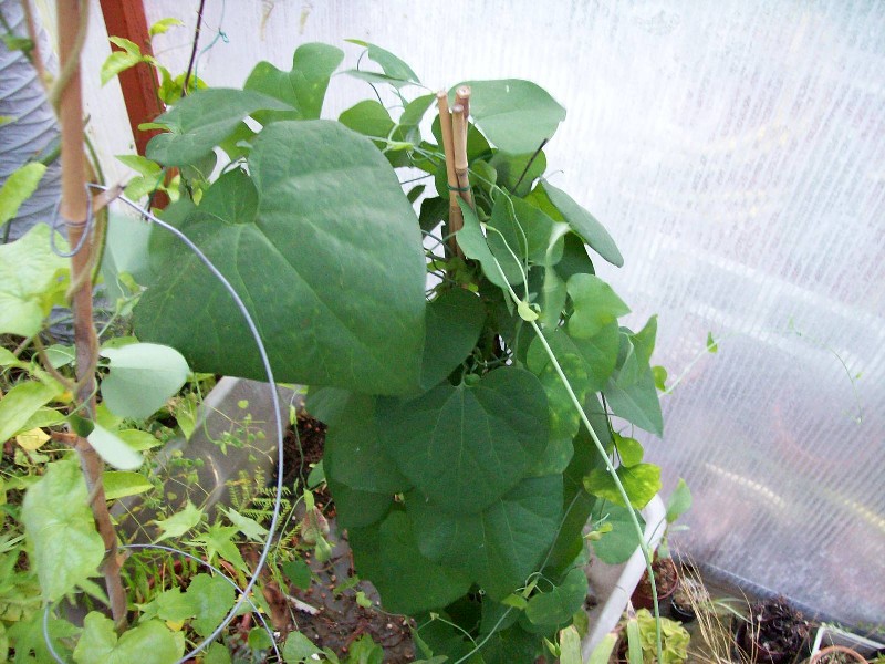 aristolochia.jpg