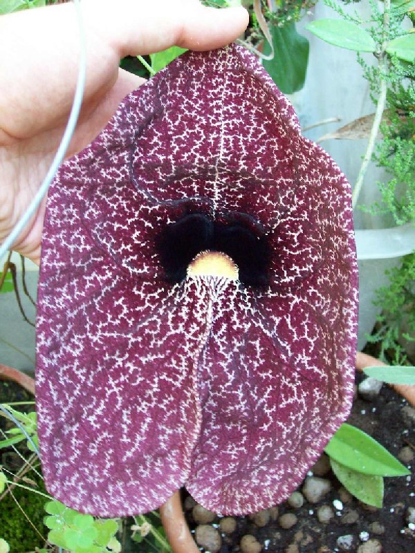 aristolochia1.jpg