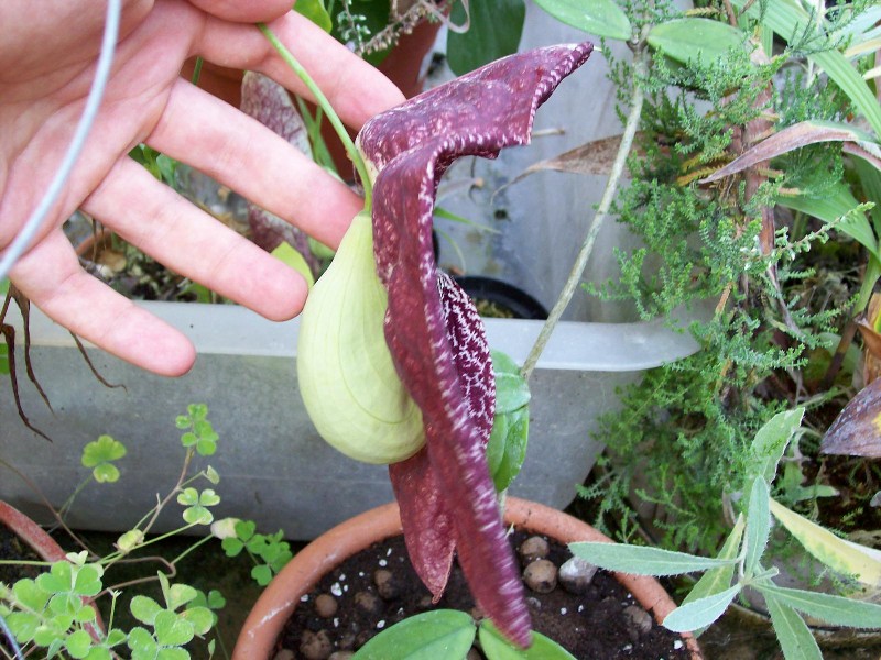 aristolochia2.jpg