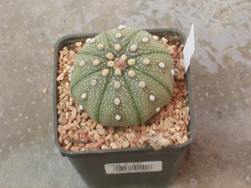 astrophytum_asterias.jpg