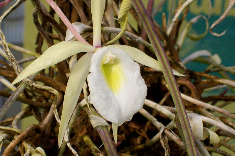 brassavola.jpg