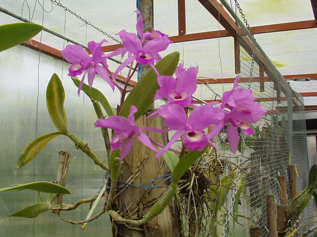 cattleya_skinneri.jpg