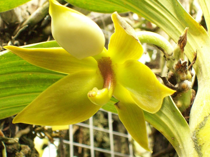 cycnoches_loddigesii2.jpg