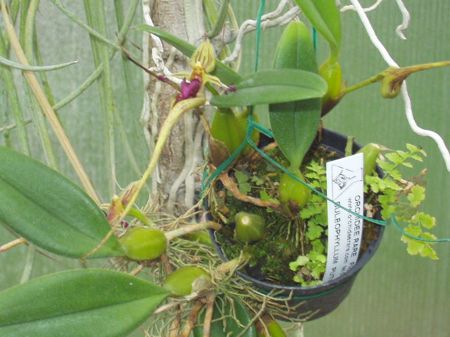 bulbophyllum_putidum.JPG