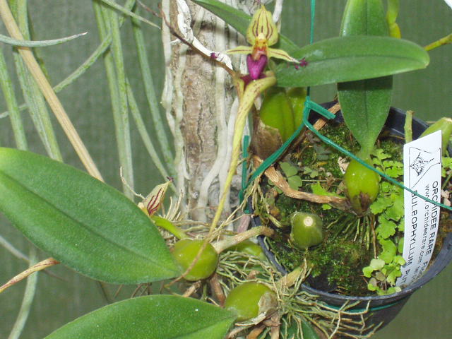 bulbophyllum_putidum2.JPG