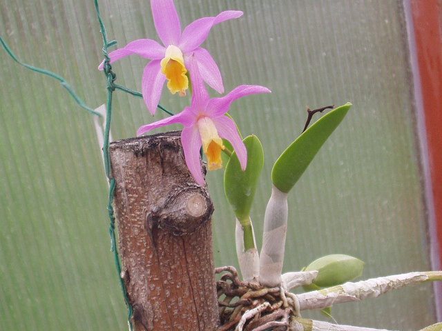 laelia.JPG