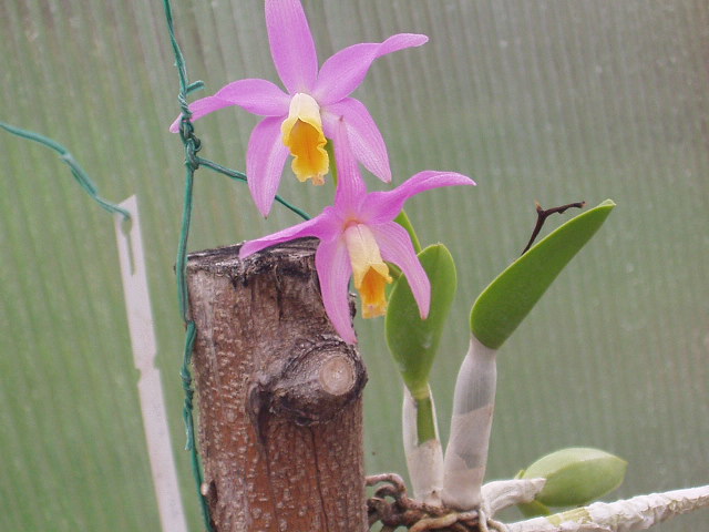 laelia2.JPG