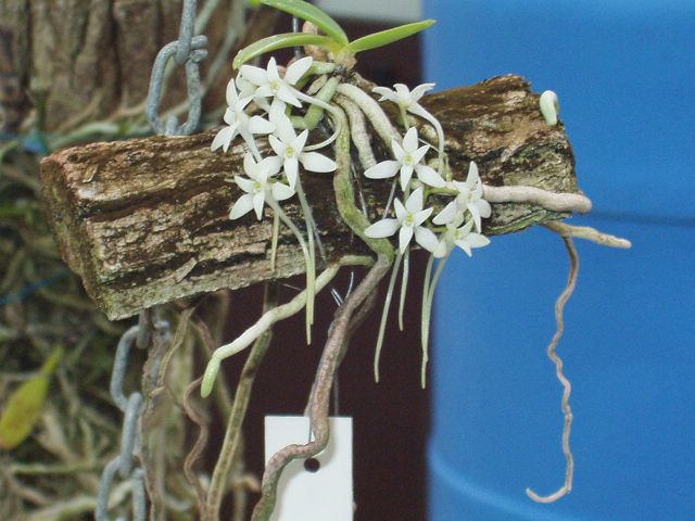 mystacidium_venosum.JPG