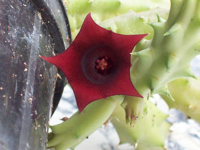 huernia.jpg