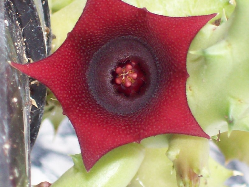 huernia2.jpg