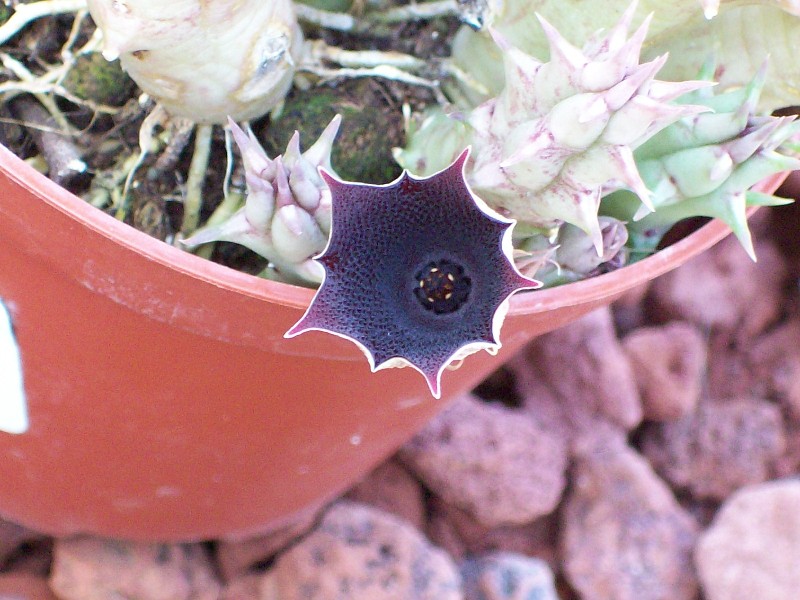 huernia_macrocarpa.jpg