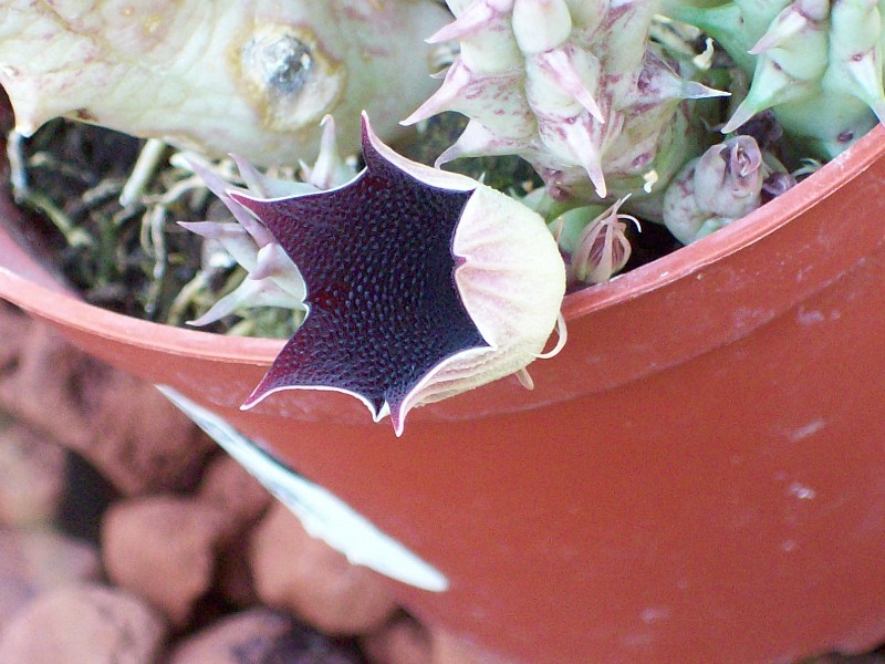 huernia_macrocarpa1.jpg