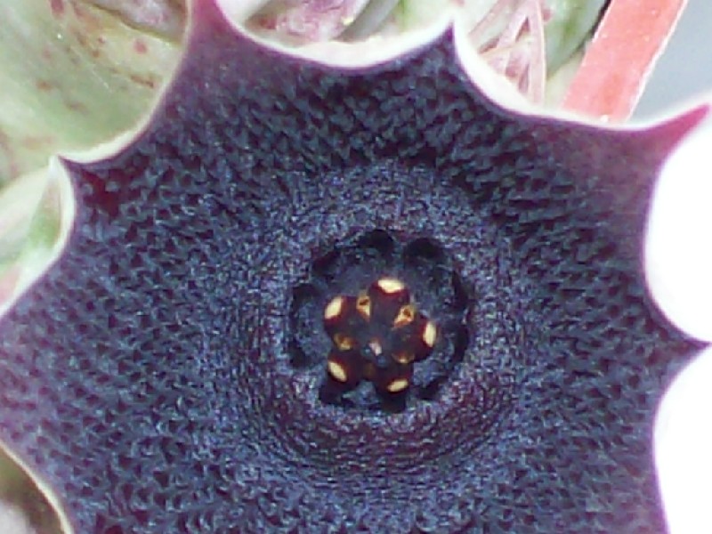 huernia_macrocarpa2.jpg