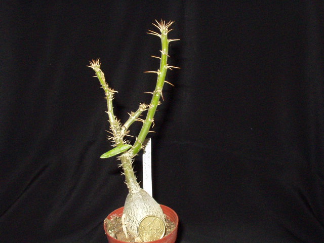 pachypodium_succulentum.JPG