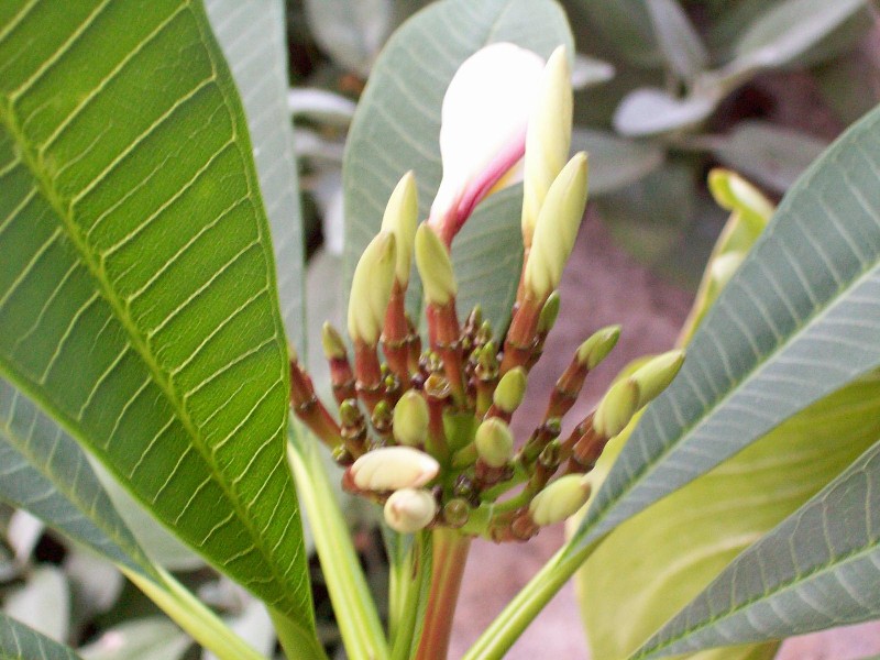 plumeria2.jpg