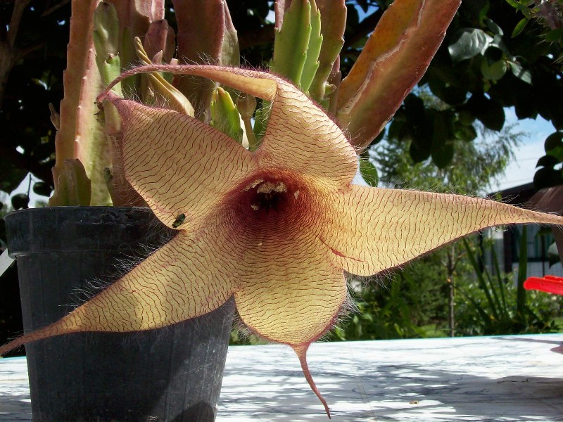 stapelia_gigantea.jpg