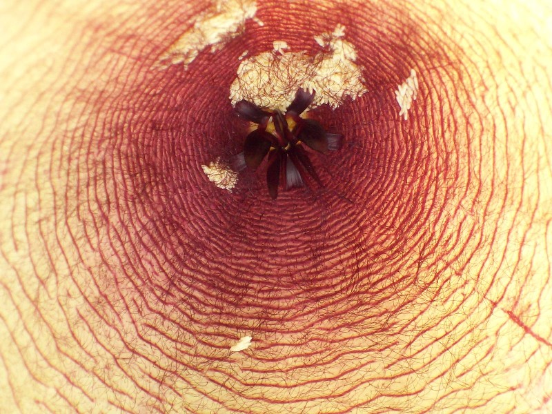 stapelia_gigantea2.jpg