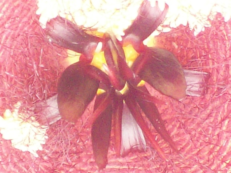 stapelia_gigantea3.jpg