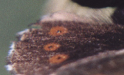 Ocelli - particolare (foto A. Ustillani)