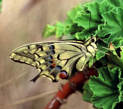Papilio machaon L. Macaone (foto A. Ustillani)
