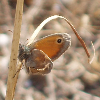 Coenonympha pamphilus (L.) Pamfila (foto A. Ustillani)