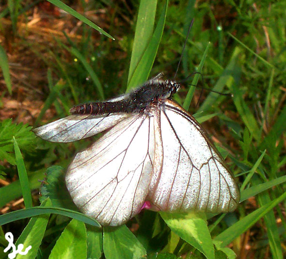 Leo foto farfalla